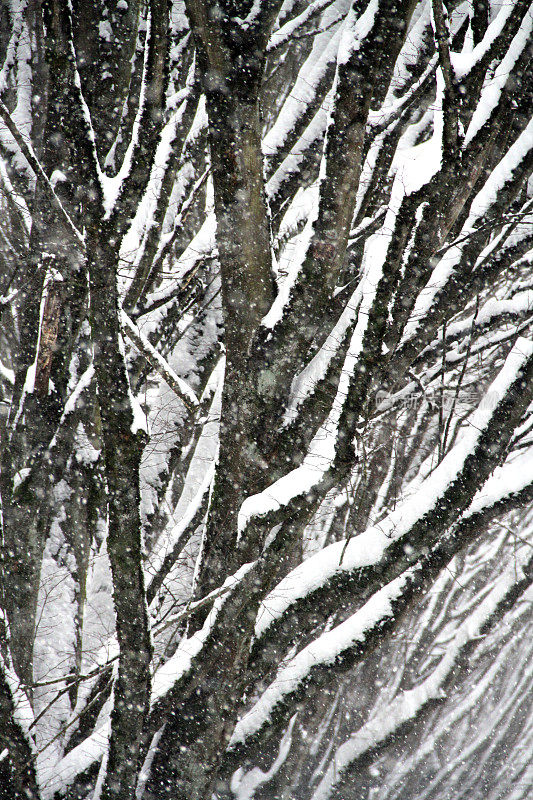 降雪