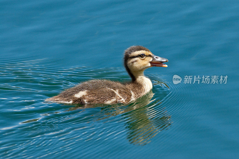 野鸭小鸭子游泳