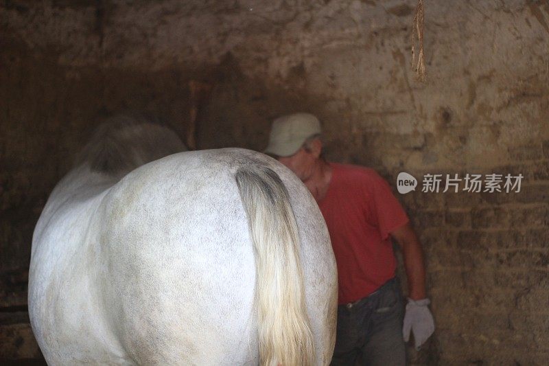 成熟的男人照顾干净的马