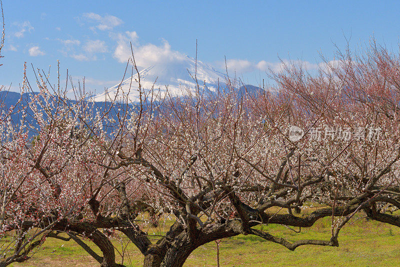 小田原，富士山上盛开的白梅花