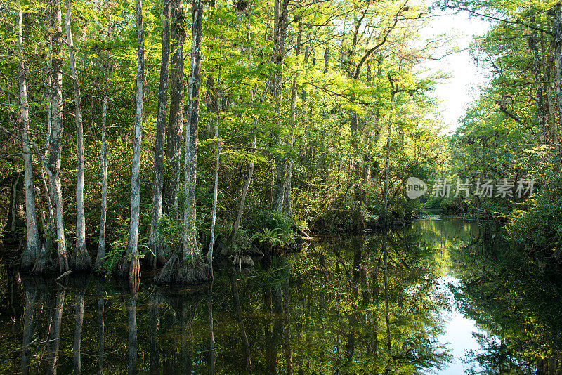 风景大柏树国家保护沼泽湿地景观美国佛罗里达州