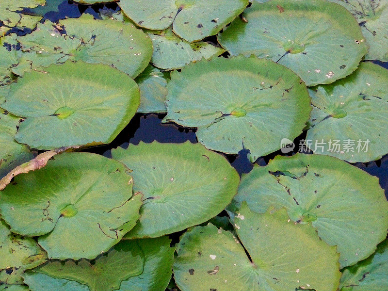 池塘中的水生植物王菊