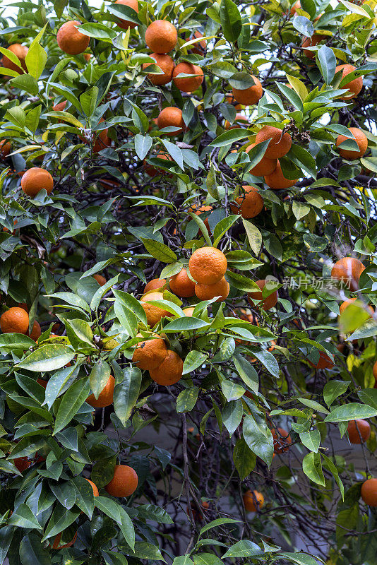 一棵橘树，枝头结满了成熟的橘子果实