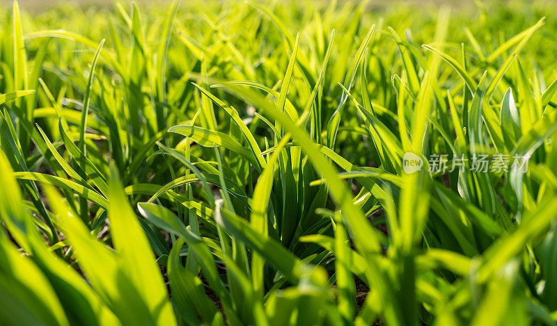 夏天的田野绿草如茵