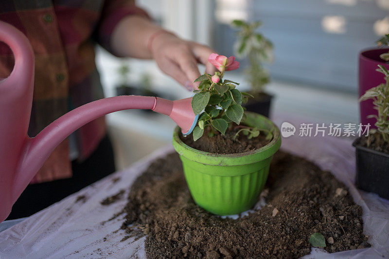 在家种花