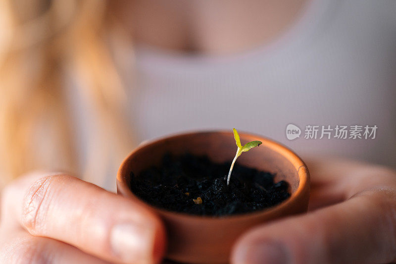 日出时分，年轻女子手持陶瓷播种机育苗