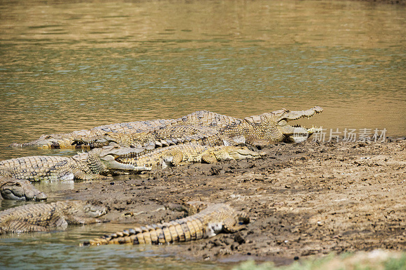 乍得Zakouma国家公园萨拉马特河上罕见的西非鳄鱼