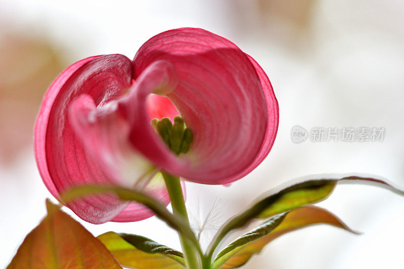 山茱萸花的极端特写照片，被花瓣状苞片包围