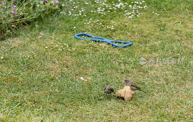 家麻雀在草坪上吃面包