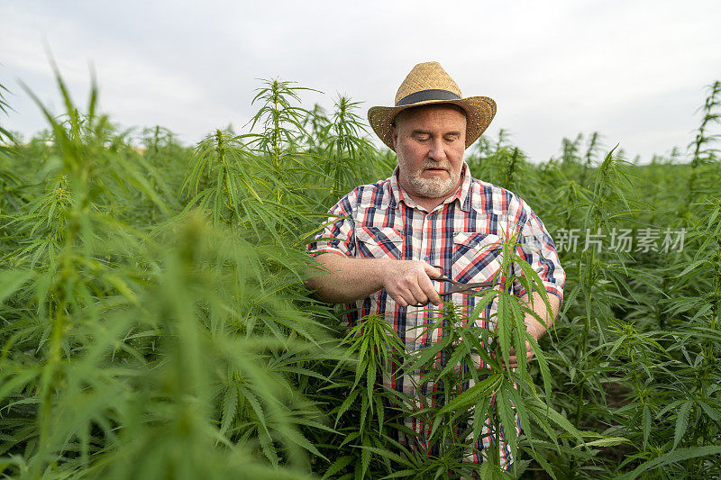 男子采集医用大麻