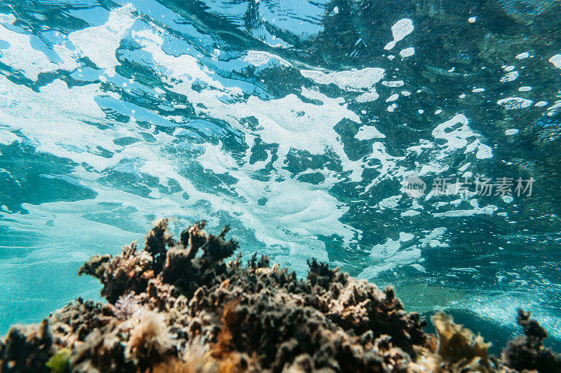 海洋生物