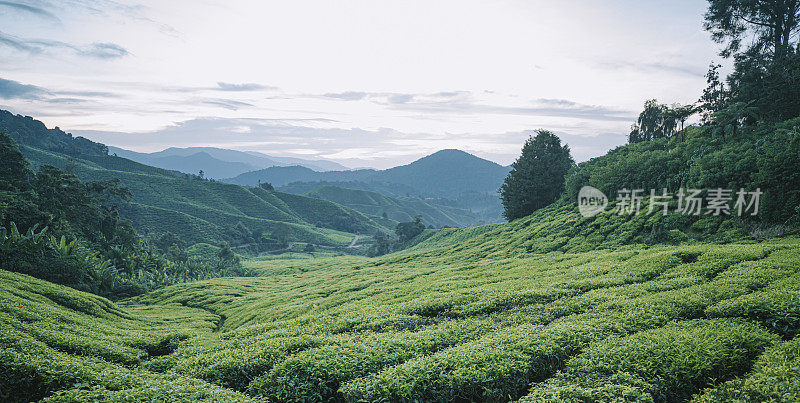 清晨在卡梅隆高地的茶园里种植茶树