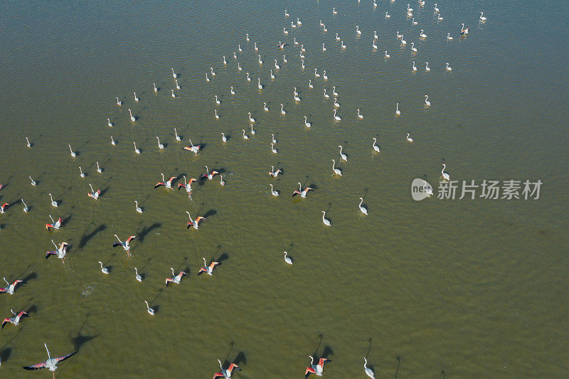 火烈鸟在湖上飞翔