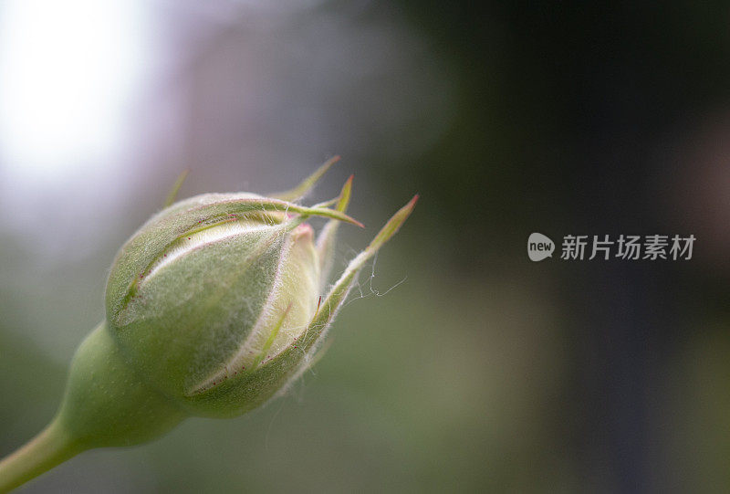 美丽的野玫瑰花蕾