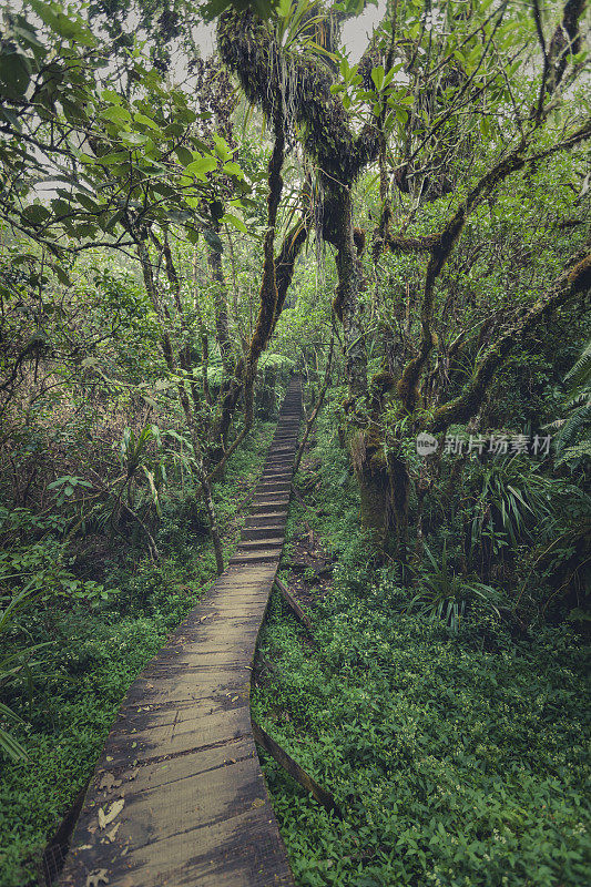 森林小径，留尼旺岛