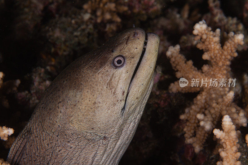 水下的巨型海鳗