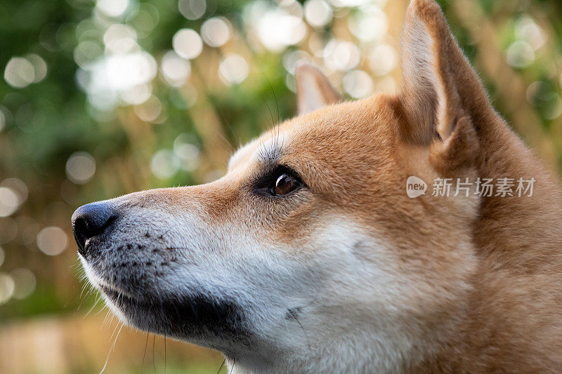 柴犬的档案肖像