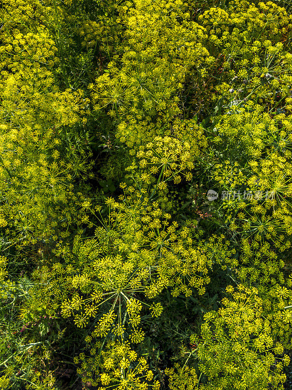 绿莳萝茴香花