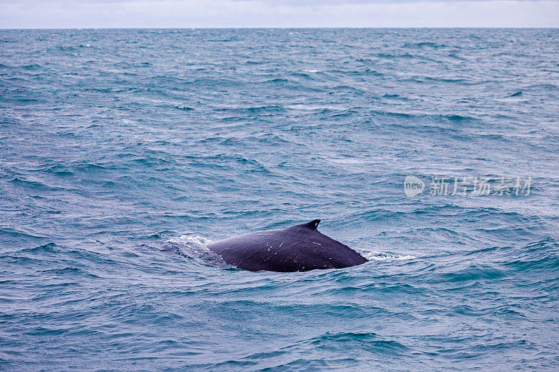 潜水座头鲸的背鳍