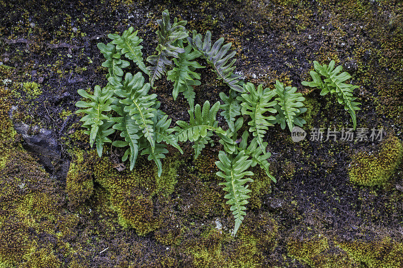 甘草，俗称甘草蕨，多足蕨，甜根，是一种常青蕨类植物，原产于北美西部，在阿拉斯加的某些地区发现。锡特卡的声音,阿拉斯加。