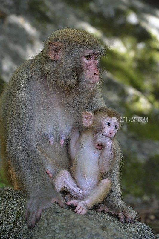 小猴子在妈妈的怀里