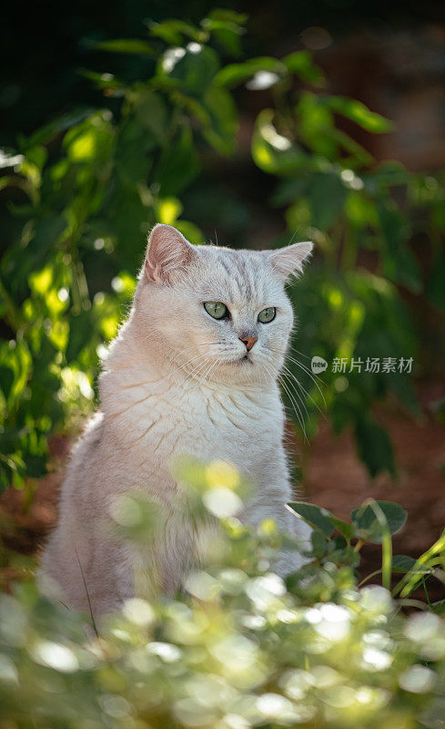 英国短毛猫在花园里的时光