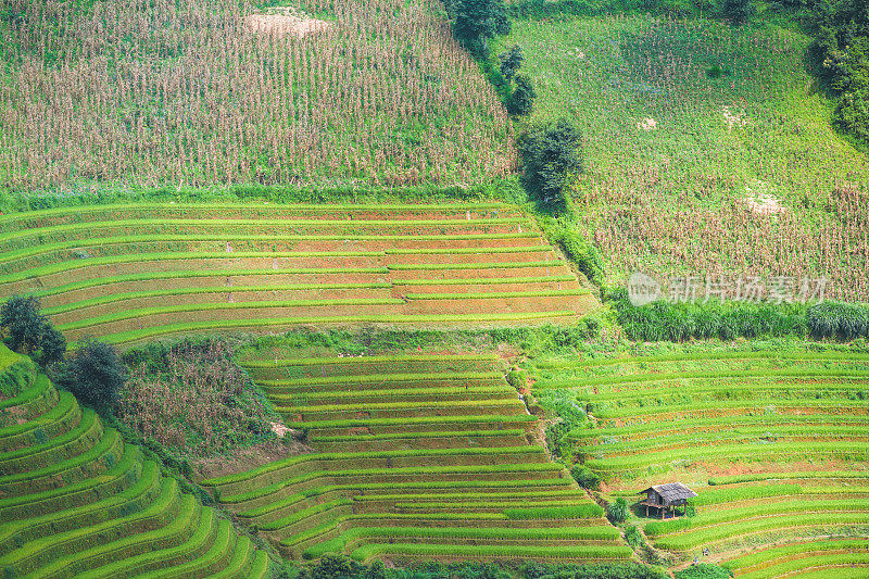 在越南颜白的木仓寨周围，绿色的稻田草地上的梯田日落风景。生食在山地种植的自然背景