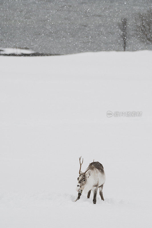 冬天，挪威北部的驯鹿在雪地里吃草