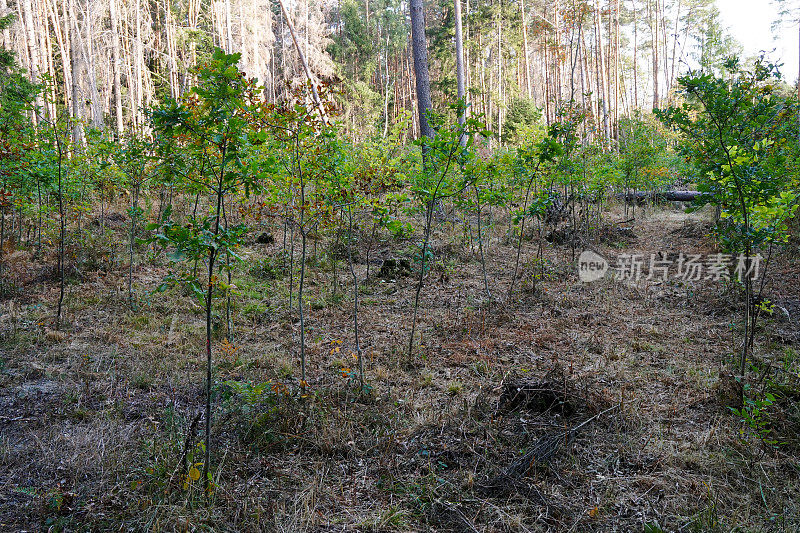 森林再生:死去的云杉被橡树和山毛榉树取代