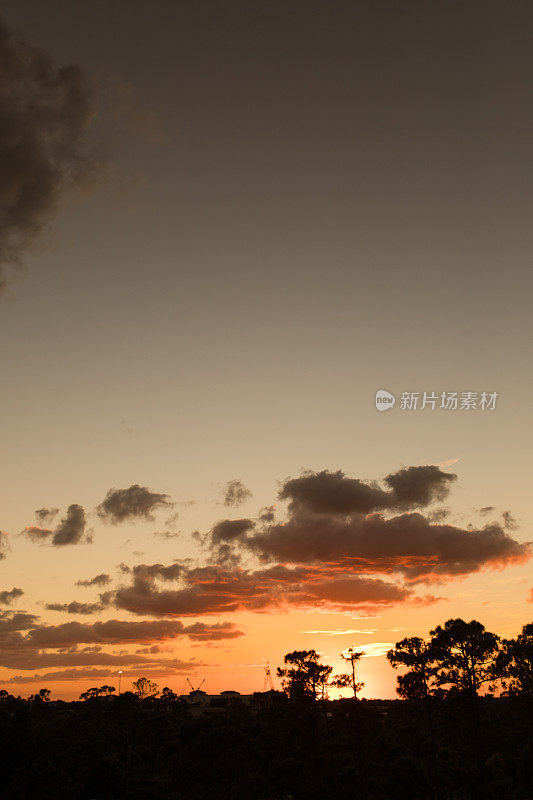 佛罗里达朱庇特的金色日落和树木剪影