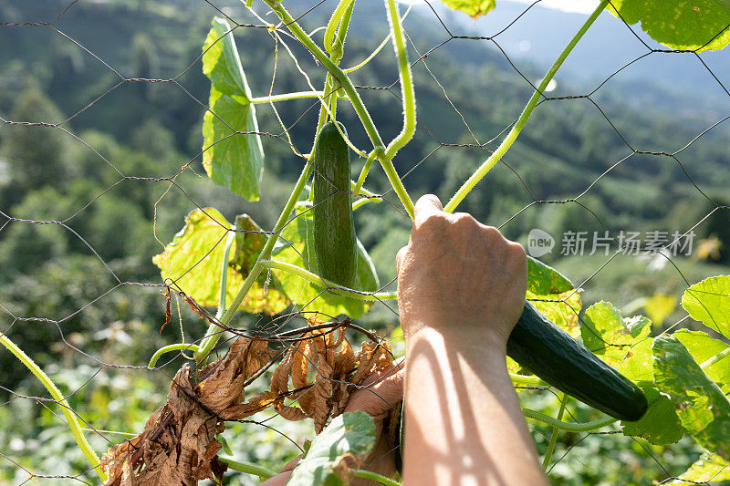 收获有机蔬菜黄瓜的妇女