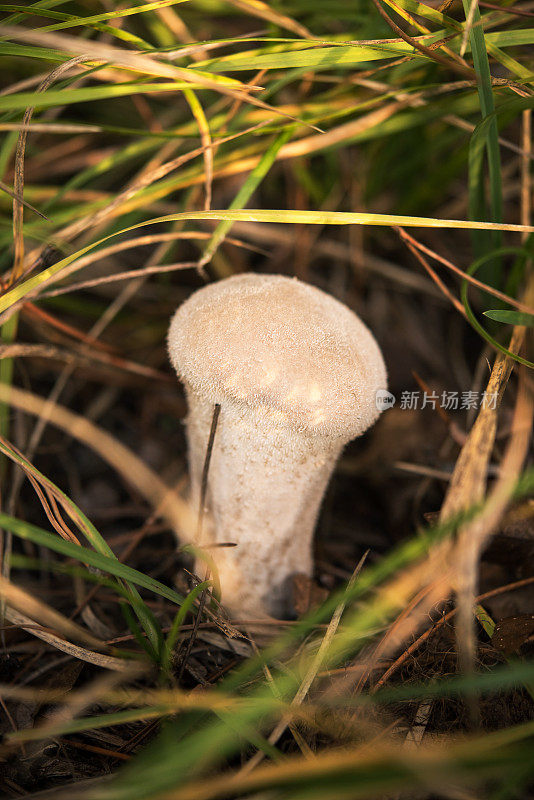 幼秋蘑菇石蒜或蒲菇