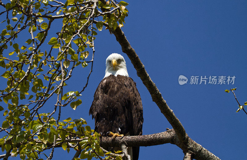 秃鹰看着相机