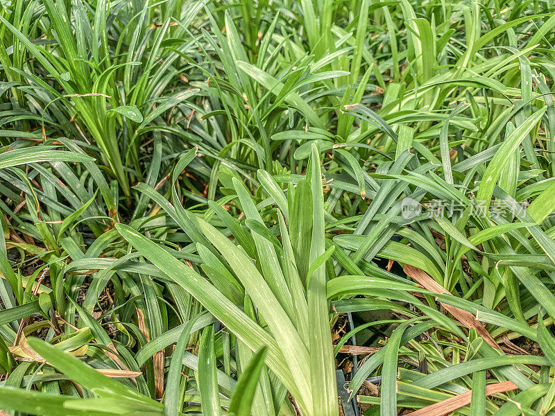 植物的绿色背景