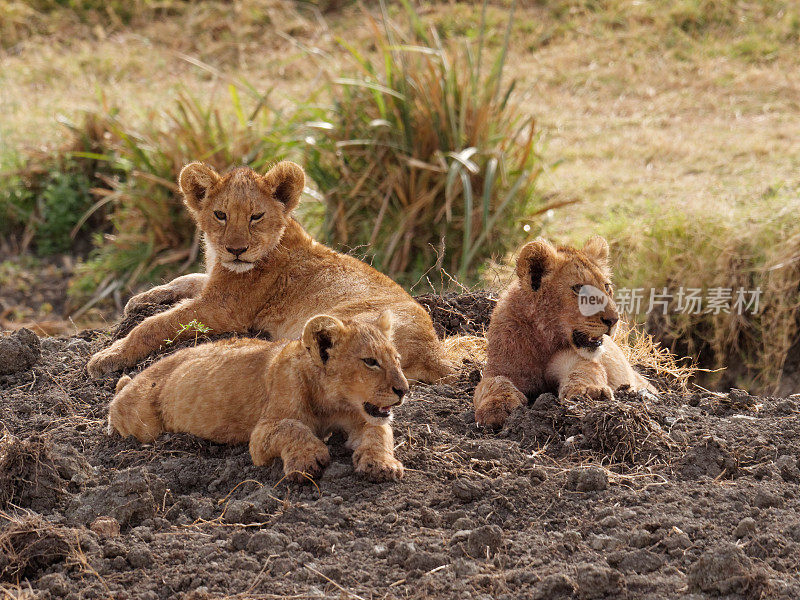 非洲狮子幼崽