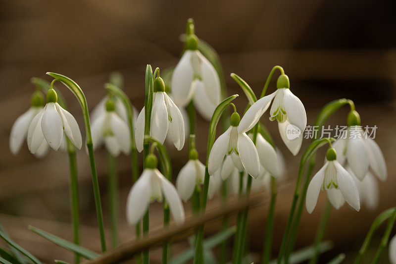 森林中许多雪花莲的特写