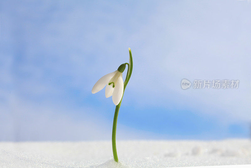 雪中的雪花莲