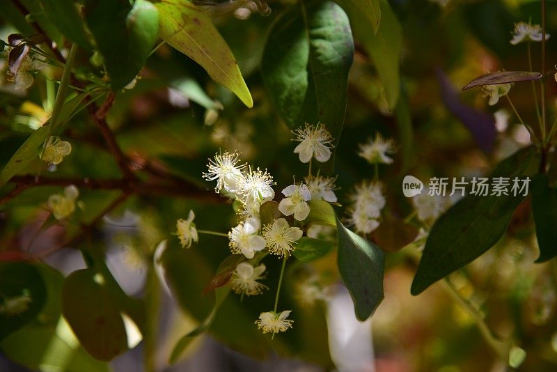 开花的皮坦加或苏里南樱桃