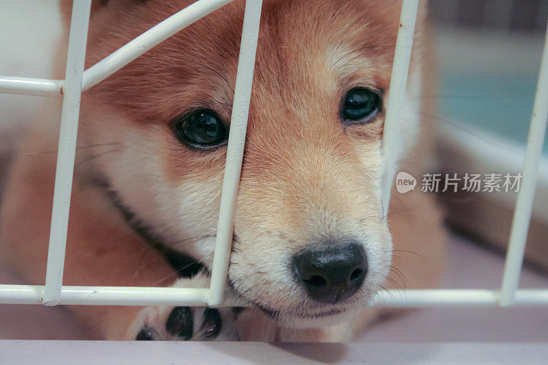 柴犬宝宝