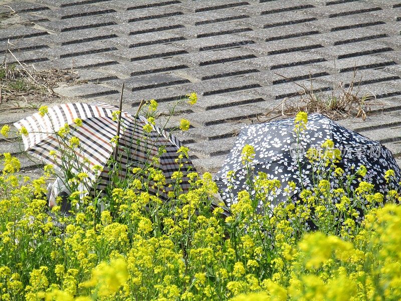 日本。3月。油菜花的伞。春天的模式。