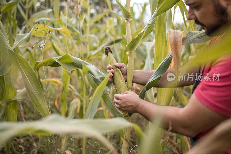 农民在收获前在玉米地里察看庄稼