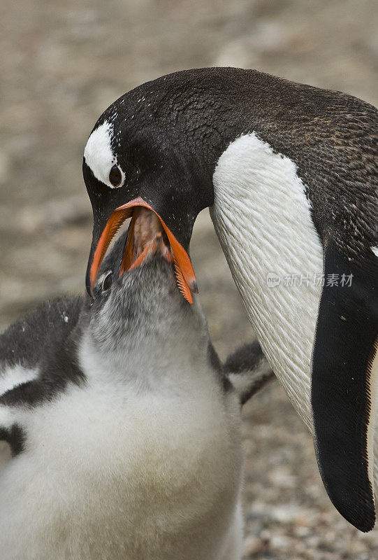 巴布亚企鹅，Pygoscelis巴布亚，汉娜角，利文斯顿岛，南设得兰群岛，南极洲。企鹅目,企鹅科。成年巴布亚企鹅正在喂养一只幼雏。
