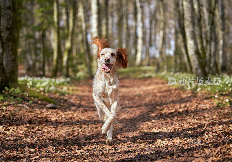 挪威Vestfold森林里奔跑的英国塞特犬