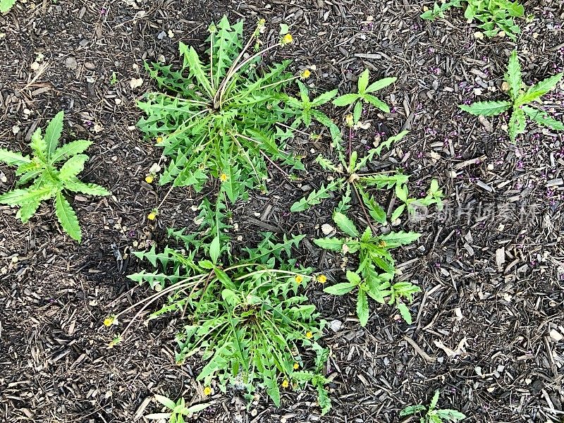 花园床上的杂草和护根物