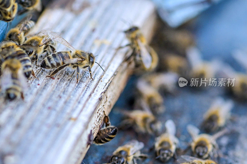 蜜蜂在蜂巢周围飞舞——近距离观察