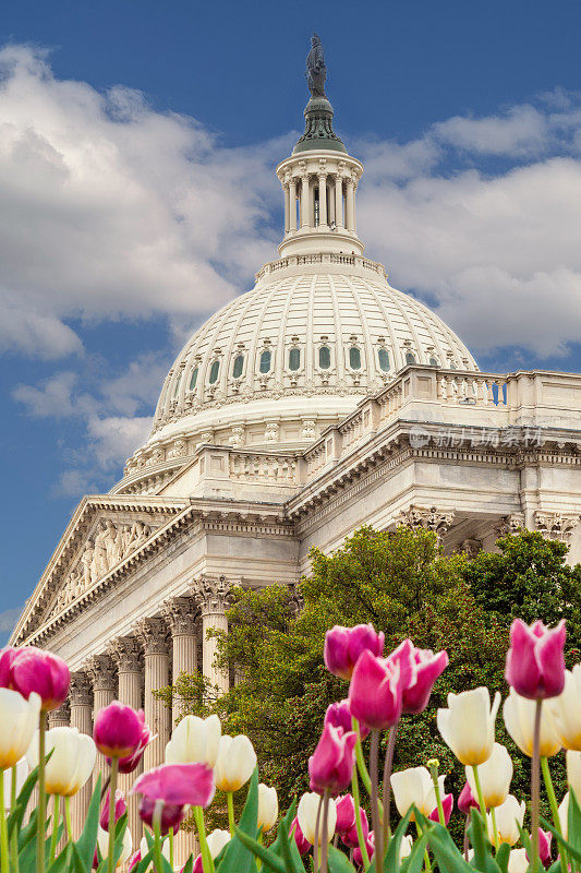 美国华盛顿，美国国会大厦，鲜花盛开，蓝天白云。