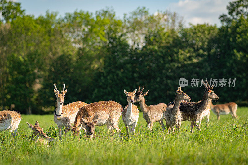 都柏林凤凰公园，一群在阳光下吃草的休闲小鹿
