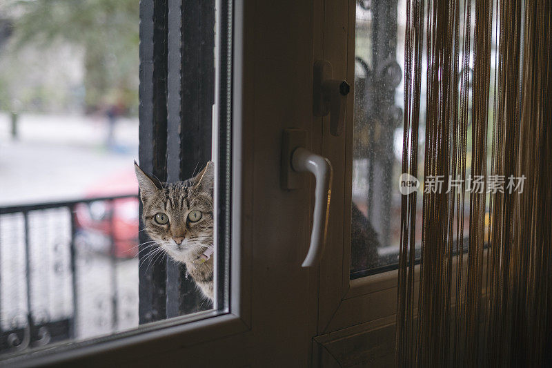 阳台上的野猫越来越近了