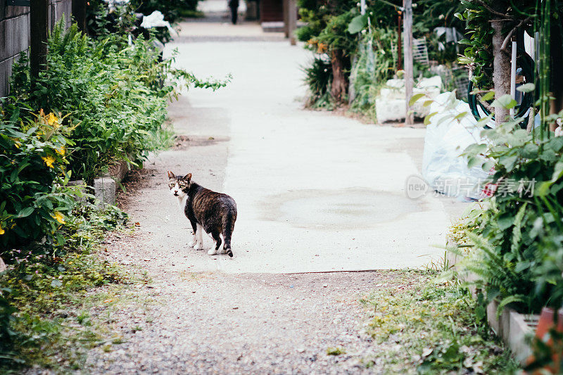 猫回头看了看