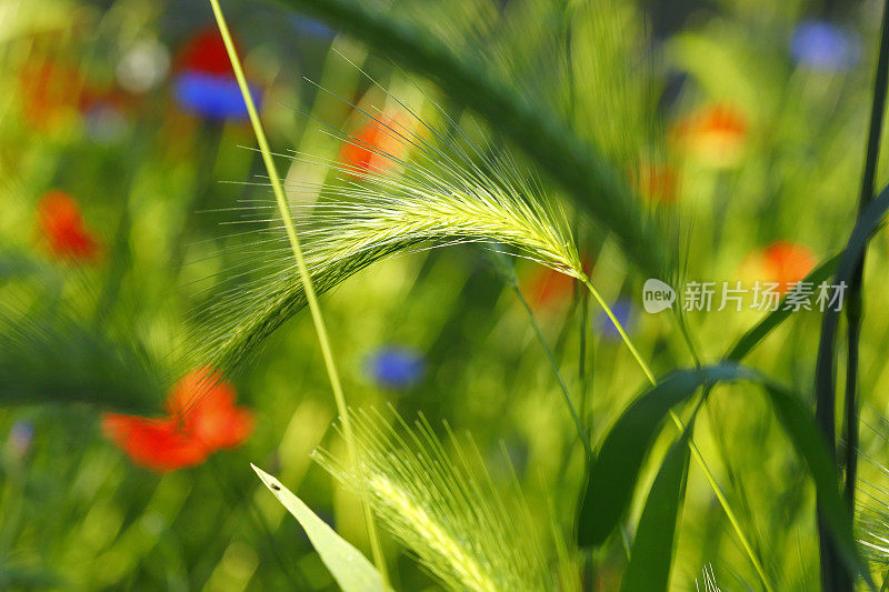 初夏五彩缤纷的草地